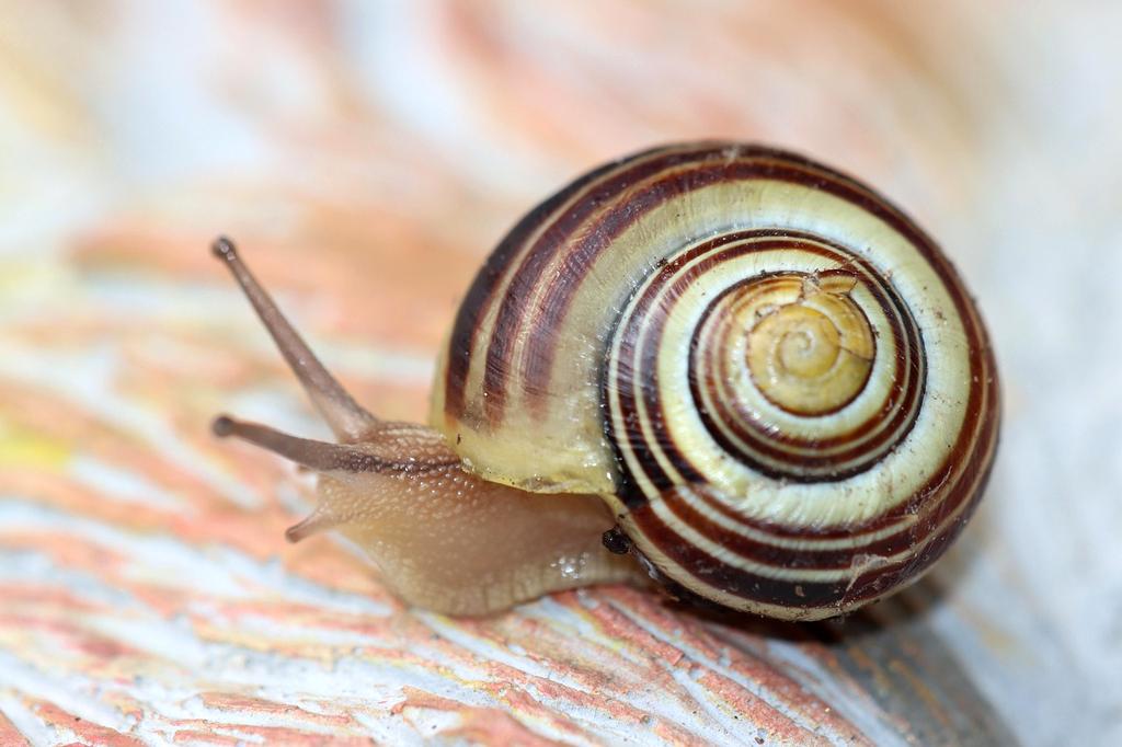 Biometric sensors and health tracking devices